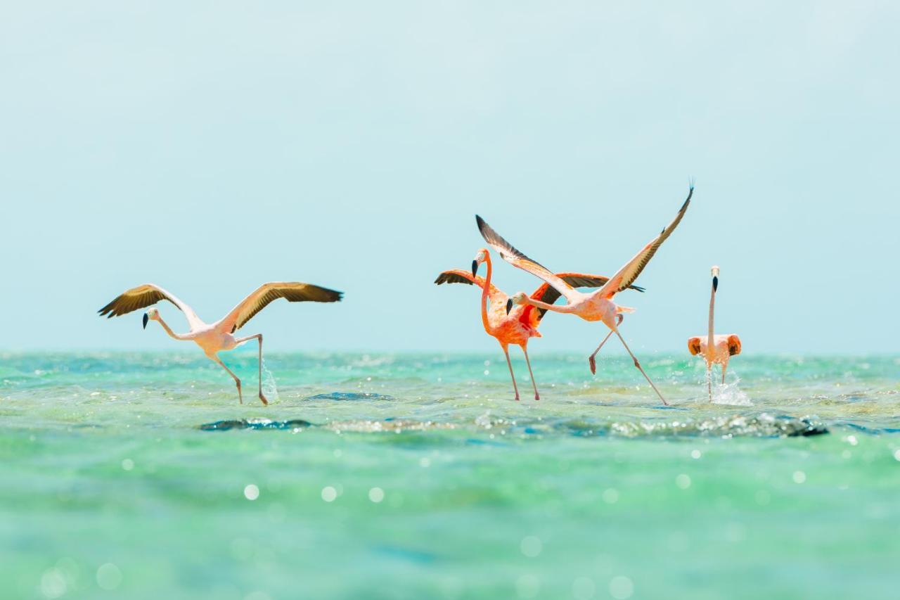 Ambergris Cay Private Island All Inclusive - Pls Island Hopper Flight Included Big Ambergris Cay 외부 사진